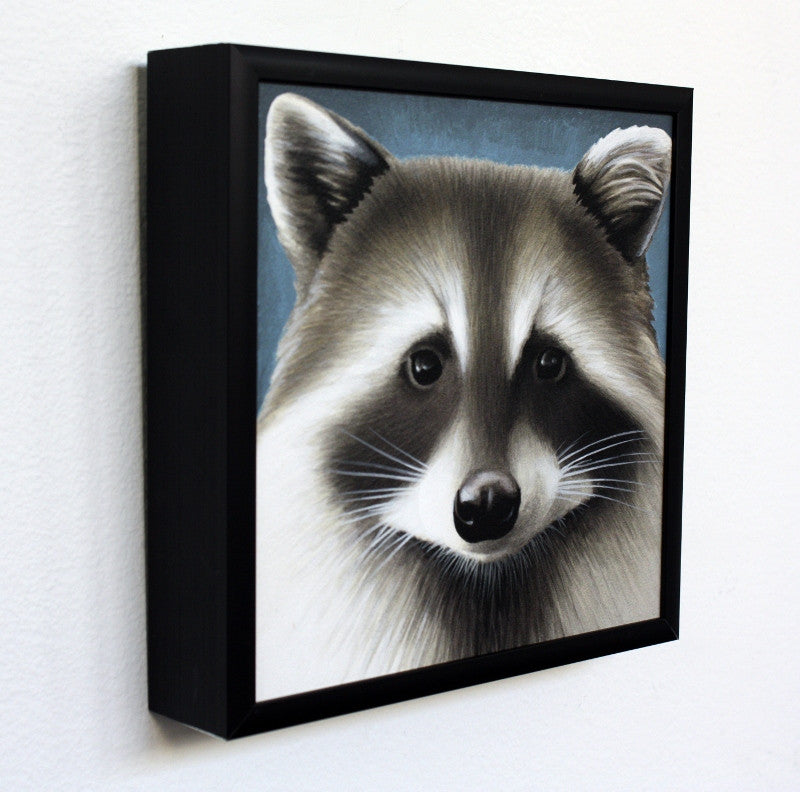 Raccoon